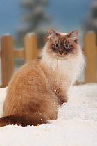 Neva Masquarade / Siberian Forest Cat, blue-tabby-point-white, portrait sitting in snow, with picket fence behind