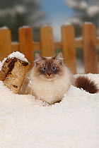 Neva Masquarade / Siberian Forest Cat, blue-tabby-point-white, portrait lying in snow, with picket fence behind
