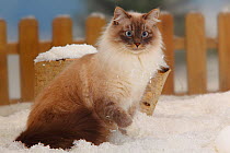 Neva Masquarade / Siberian Forest Cat, blue-tabby-point-white, portrait sitting in snow with one paw raised, with picket fence behind
