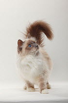Sacred Cat of Burma / Birman, portrait of lilac-point coated cat, standing