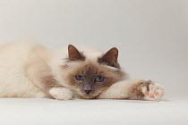 Sacred Cat of Burma / Birman, portrait of lilac-point coated cat lying down with paw outstretched