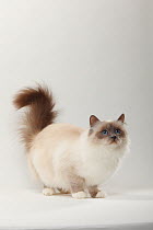 Sacred Cat of Burma / Birman, portrait of lilac-point coated cat, crouched and looking upwards