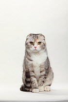 Scottish Fold cat, tabby coated, sitting