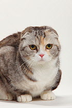 Scottish Fold cat, tabby coated, head portrait, sitting