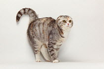 Scottish Fold cat, tabby coated portrait, standing with back arched in defensive posture