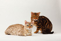 Two Bengal Cats, Snow Bengal and Marbled Bengal coated, sitting together