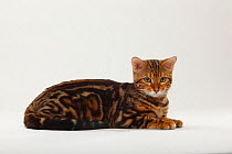Marbled Bengal cat portrait, sitting