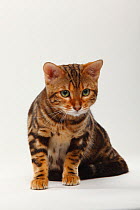 Marbled Bengal cat portrait, sitting