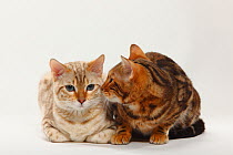 Two Bengal Cats, Snow Bengal and Marbled Bengal coated, sitting together