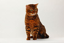 Bengal Cat, portrait of marbled tomcat sitting