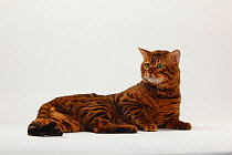Bengal Cat, portrait of marbled tomcat lying down