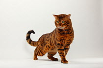 Bengal Cat, portrait of marbled tomcat standing / prowling