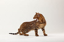 Bengal Cat, portrait of kitten, aged 11 weeks, standing and hissing wth teeth bared