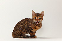 Bengal Cat, portrait of kitten, aged 11 weeks, sitting and hissing wth teeth bared