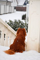 Cavalier King Charles Spaniel, ruby coated, rear view sitting on  snow covered steps looking out at garden.