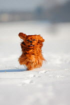 Cavalier King Charles Spaniel, ruby coated, running over snow covered ground