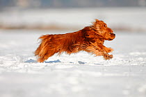Cavalier King Charles Spaniel, ruby coated, running over snow covered ground, in profile