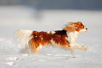 Cavalier King Charles Spaniel, blenheim coated, running over snow covered ground, in profile