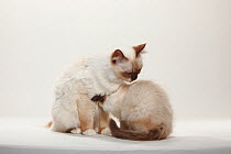 Sacred Cat of Burma / Birman / Birman, chocolate-point adult sitting and grooming kitten