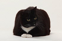 Domestic Cat, black short haired, too fat / overweight