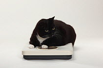 Domestic Cat, black short haired, too fat / overweight, sitting on weighing scales