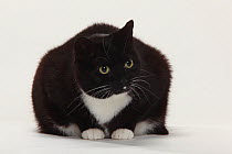 Domestic Cat, black short haired, too fat / overweight, portrait sitting.