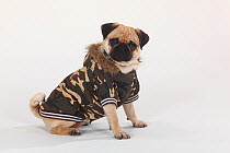 Pug portrait, sitting wearing camouflage jacket