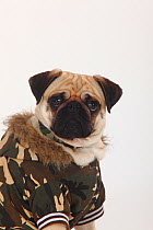 Pug head portrait, sitting wearing camouflage jacket