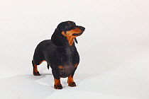 Smooth haired Dachshund portrait, black and tan, standing