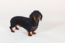Smooth haired Dachshund portrait, black and tan, standing