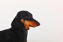 Smooth haired Dachshund head portrait, black and tan, sitting in profile