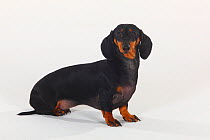 Smooth haired Dachshund portrait, black and tan, sitting
