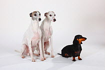 Smooth haired Dachshund, black and tan sitting with two white Whippets