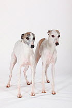 Two white Whippets, double portrait standing