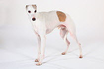 Whippet, portrait of male standing in show stack posture
