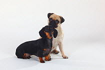 Smooth haired Dachshund, black and tan, and Pug sitting together