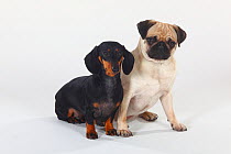 Smooth haired Dachshund, black and tan, and Pug sitting together