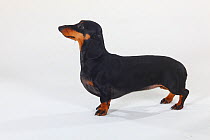 Smooth haired Dachshund, portrait standing in show-stack posture