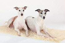 Two Whippets, white and tan coated, portrait sitting together on a cream rug