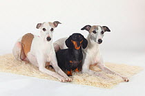 Smooth haired Dachshund and two Whippets, white and tan, group portrait lying on cream rug
