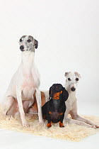 Smooth haired Dachshund and two Whippets, white and tan, group portrait sitting on cream rug