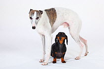 Smooth haired Dachshund, black and tan, with with Whippet standing over