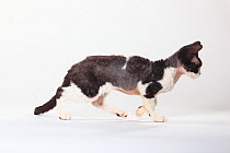 Devon Rex Cat, black-smoke-white coated, running in profile