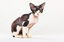Devon Rex Cat, black-smoke-white coated, portrait, sitting