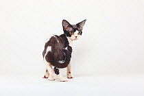 Devon Rex Cat, black-smoke-white coated, standing and looking behind