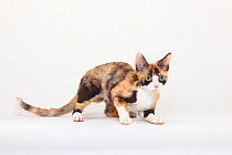 Devon Rex Cat, black-tortie-white coated, crouching