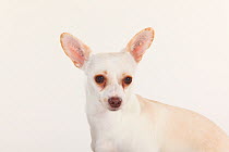 Mixed Breed Dog, white short haired, head portrait