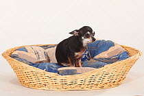 Chihuahua, smooth haired, sitting in large dog basket