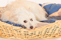 Mixed Breed Dog, cream coated wire haired, head portrait lying in dog basket