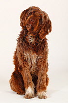 Mixed Breed Dog, brown long haired, portrait sititing